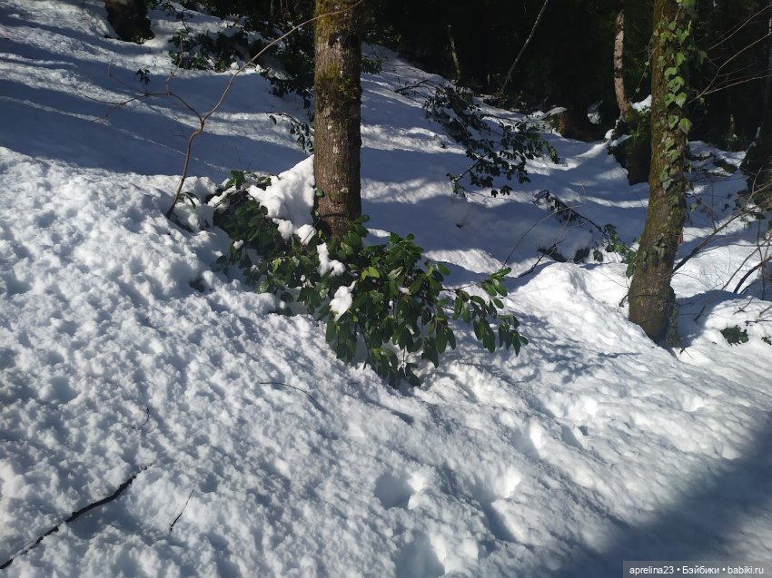 Путешествие Норы к озеру Рица 06.01.2024 (фото 3)