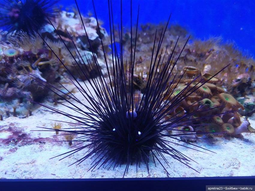 Люмита в океанариуме "РИФ" г.Анапа