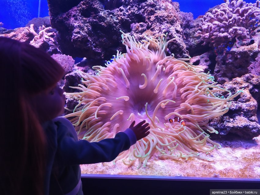 Люмита в океанариуме "РИФ" г.Анапа (фото 8)