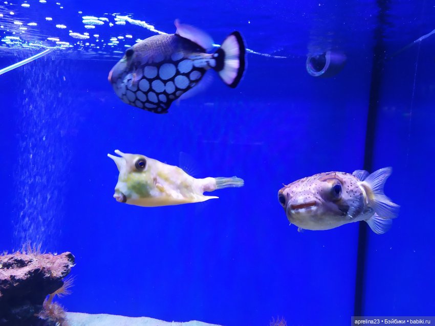 Поездка Люмиты в Анапу — Туризм и путешествия: фотоотчеты из поездок (фото 4)