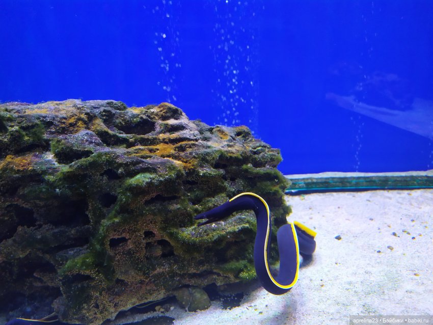 Люмита в океанариуме "РИФ" г.Анапа (фото 10)