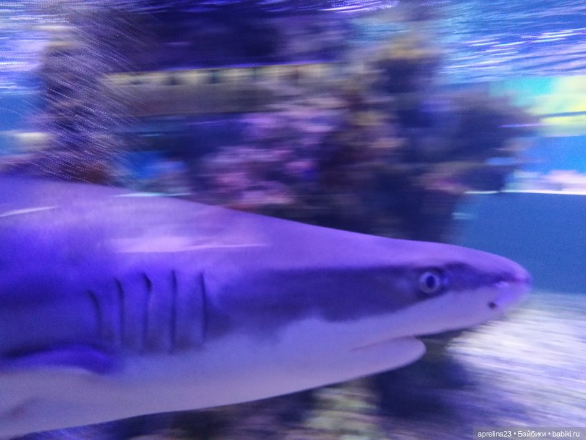 Люмита в океанариуме "РИФ" г.Анапа