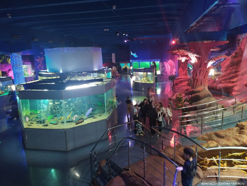 Люмита в океанариуме "РИФ" г.Анапа