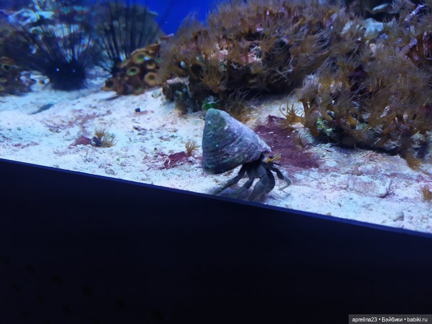 Люмита в океанариуме "РИФ" г.Анапа