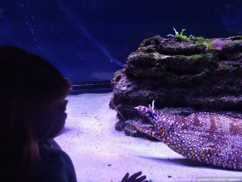Люмита в океанариуме "РИФ" г.Анапа (фото 7)