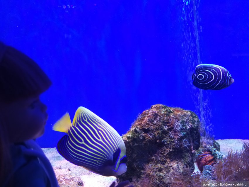 Люмита в океанариуме "РИФ" г.Анапа (фото 9)