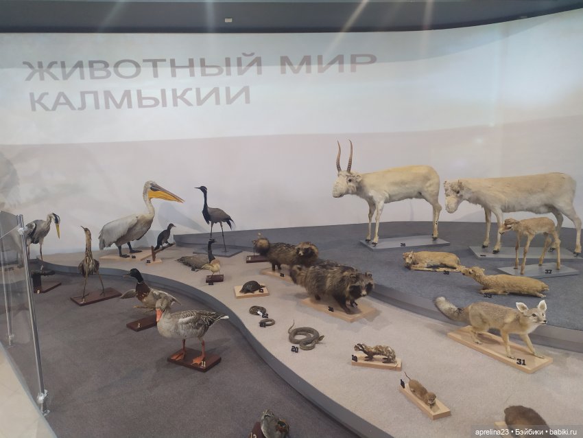 Люмита в фантастической Калмыкии (фото 10)