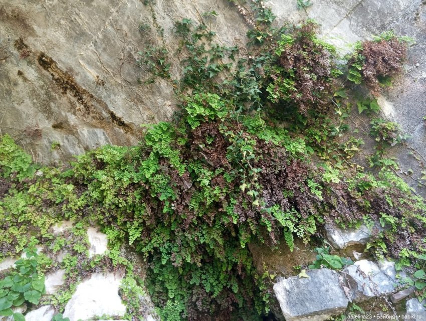 Как мы прикоснулись к древней столице Абхазского царства (фото 7)