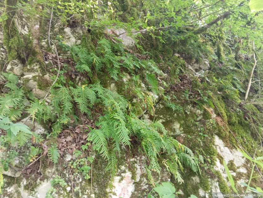 Белые скалы, Сочи. Не дошли (фото 4)