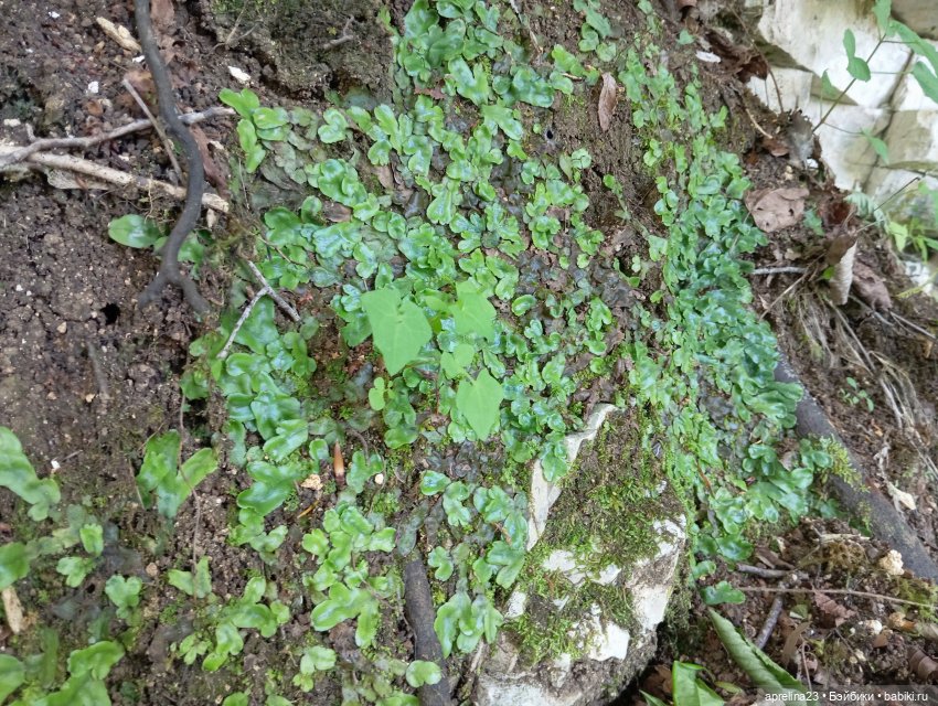 Белые скалы, Сочи. Не дошли (фото 7)