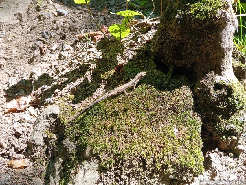 Золотые камни Кавказского предгорья (фото 9)