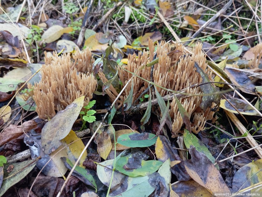 Как Нора за грибами ходила (фото 6)