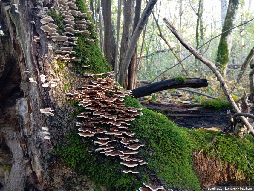 Как Нора за грибами ходила (фото 8)