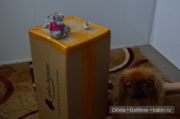 Ангел или чертовка?? BJD, iplehouse | Бэйбики Ангел или чертовка?? BJD, iplehouse