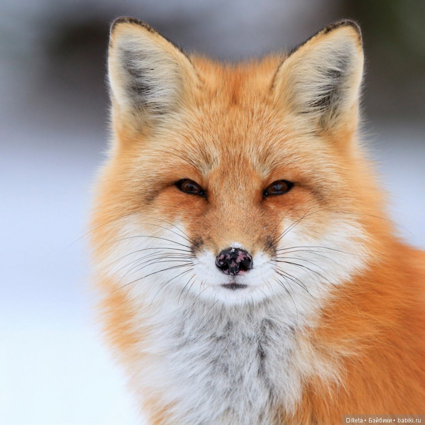 Как я НЕ продала свою куклу (фото 2)