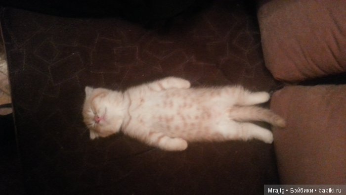 Ну, как без "котиков"? Ну, как без "котиков"?