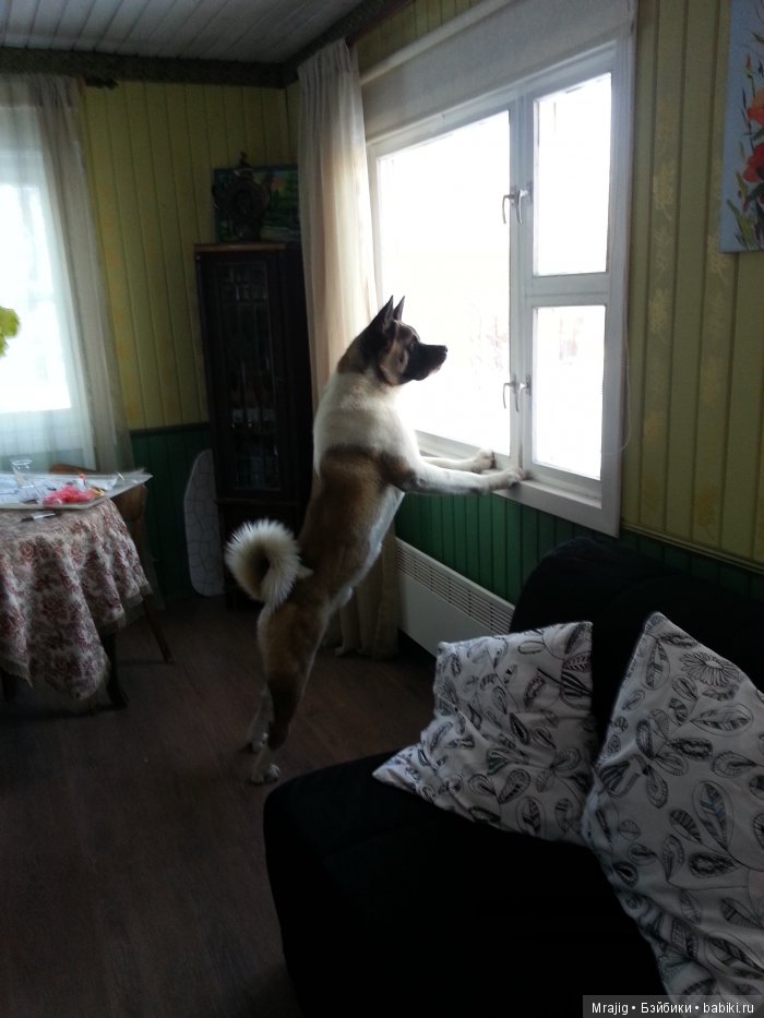 На волю попугаев На волю попугаев