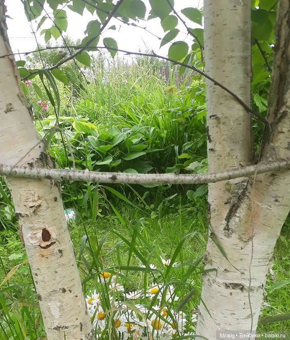 Кабы я была ткачиха. Миссис Бэйбики 2020 (фото 3)