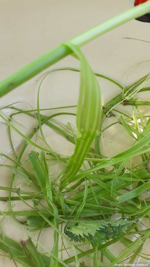 Идите в баню! Миссис Бэйбики 2020 (фото 10)