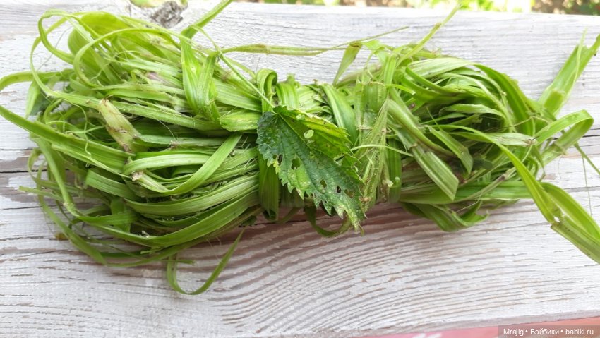 Идите в баню! Миссис Бэйбики 2020