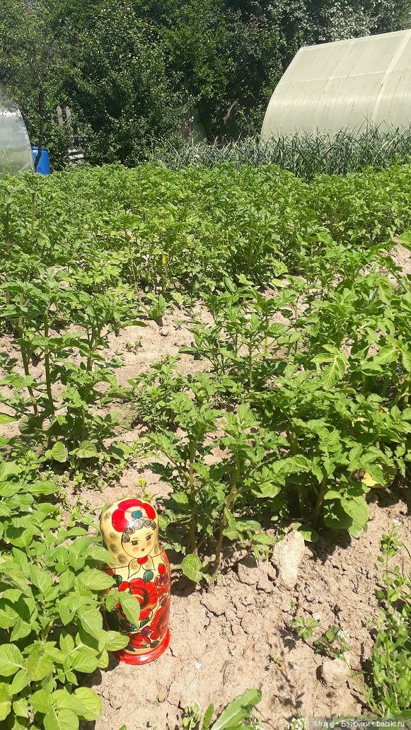 Во саду ли, во огороде. Миссис Бэйбики 2020