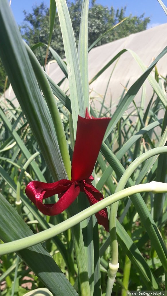 Во саду ли, во огороде. Миссис Бэйбики 2020 (фото 2)