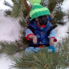 Зимняя прогулка