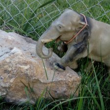 Слон Бэби в Ленинградском зоопарке.
