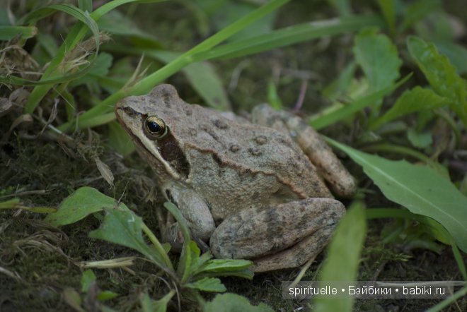 Мои дачно-чердачные находки-продолжение.Куклы