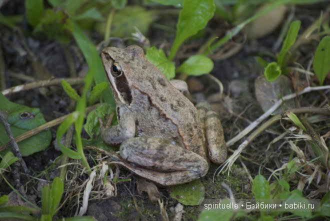 Мои дачно-чердачные находки-продолжение.Куклы