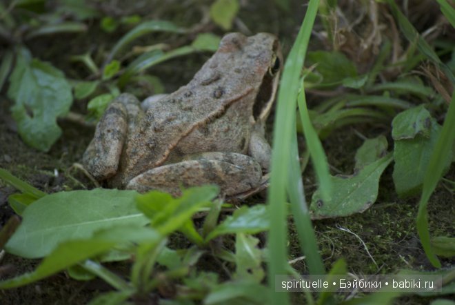 Мои дачно-чердачные находки-продолжение.Куклы