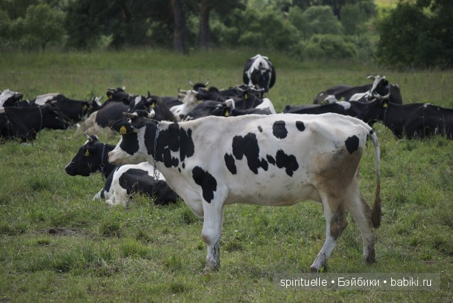 Неизвестная "немочка" или немочка ли вообще