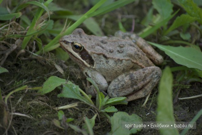 Мои дачно-чердачные находки-продолжение.Куклы