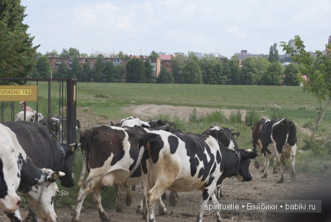 Неизвестная "немочка" или немочка ли вообще
