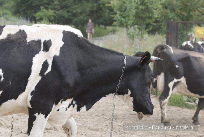 Неизвестная "немочка" или немочка ли вообще