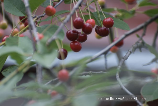 Неизвестная "немочка" или немочка ли вообще