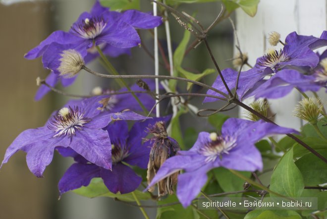 Неизвестная "немочка" или немочка ли вообще