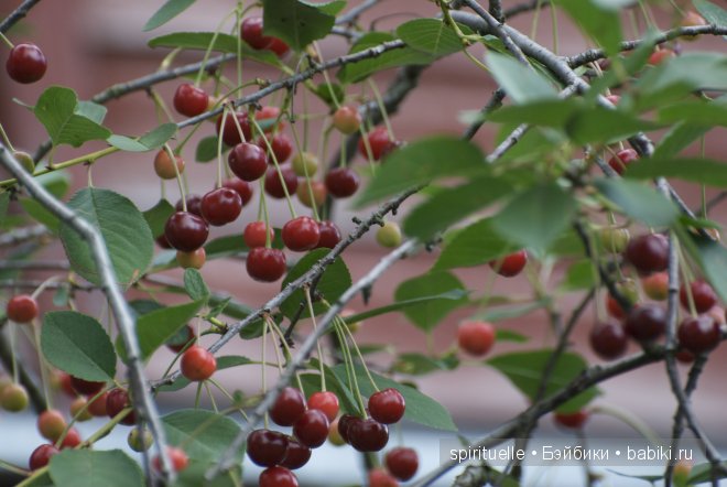 Неизвестная "немочка" или немочка ли вообще