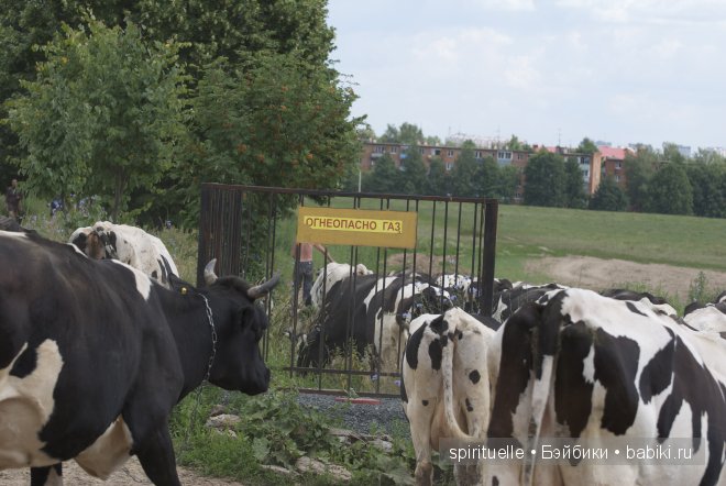 Неизвестная "немочка" или немочка ли вообще