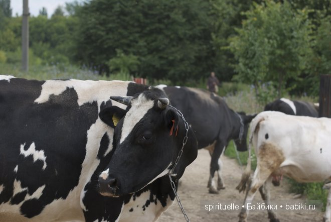 Неизвестная "немочка" или немочка ли вообще