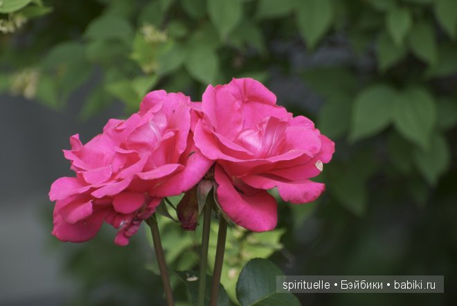 Неизвестная "немочка" или немочка ли вообще