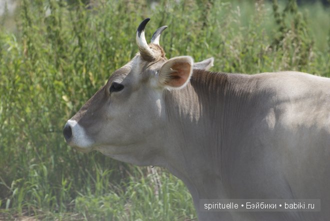 Наши куклы на даче или еще немного лета