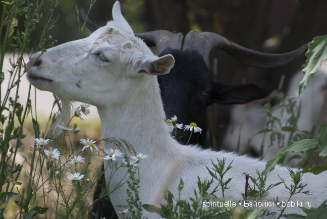 Наши куклы на даче или еще немного лета