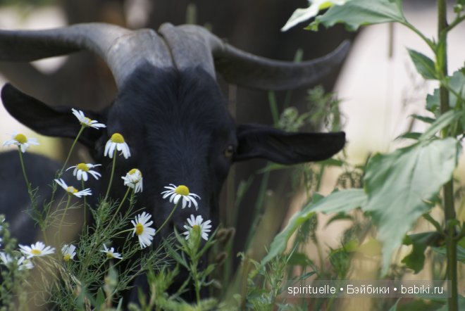 Наши куклы на даче или еще немного лета