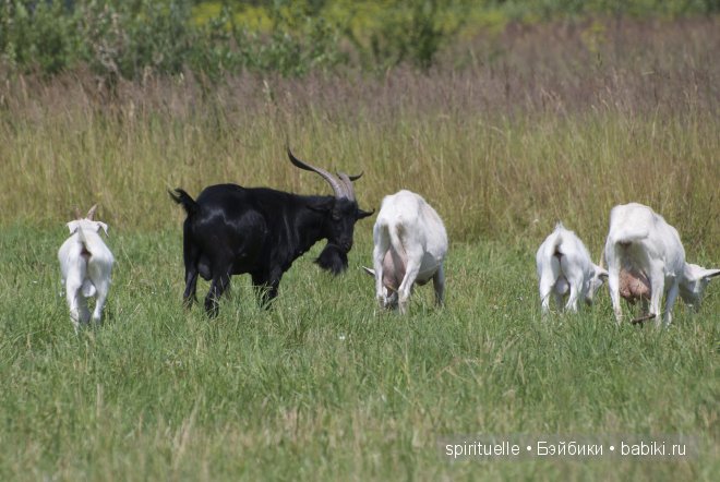 Наши куклы на даче или еще немного лета