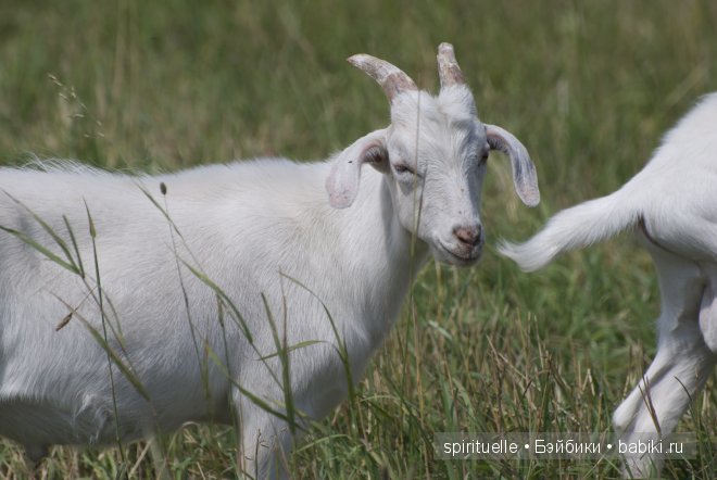 Наши куклы на даче или еще немного лета