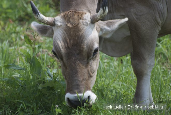 Наши куклы на даче или еще немного лета