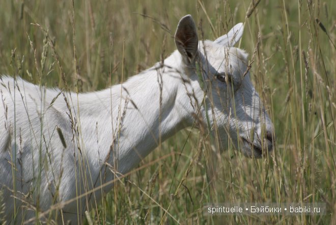 Наши куклы на даче или еще немного лета