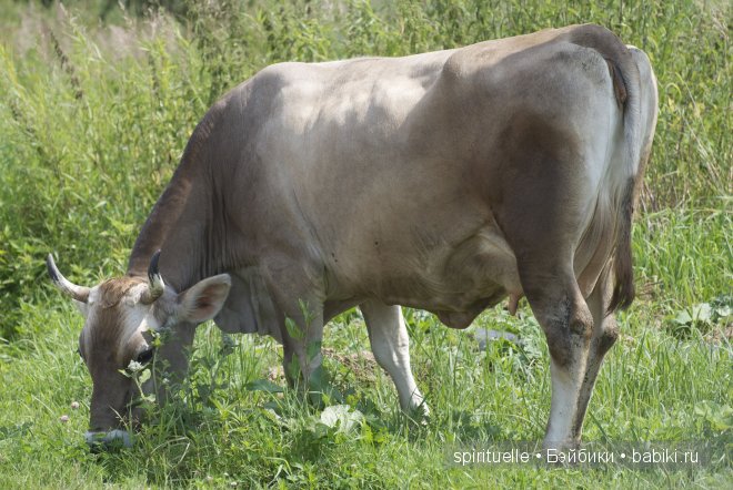 Наши куклы на даче или еще немного лета