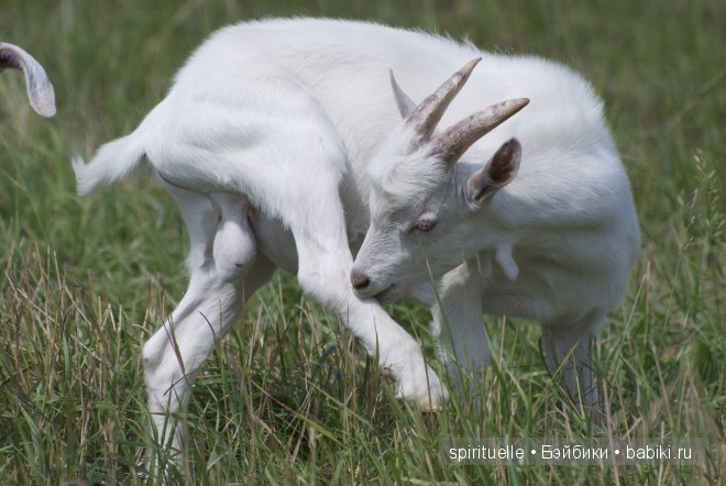 Наши куклы на даче или еще немного лета